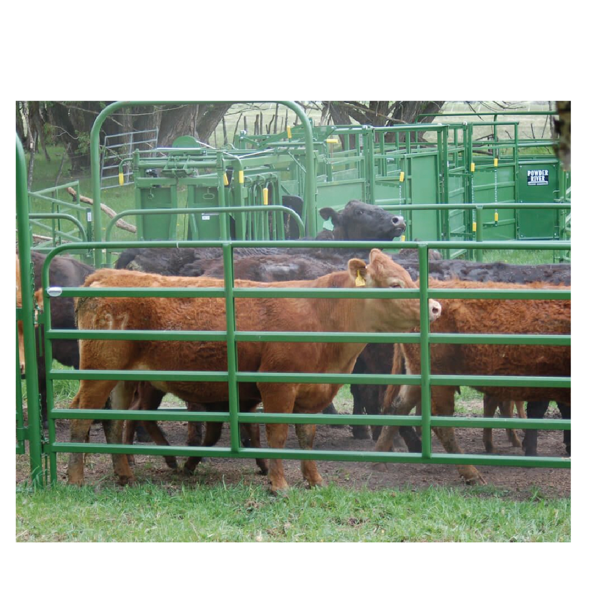 Cattle Fence